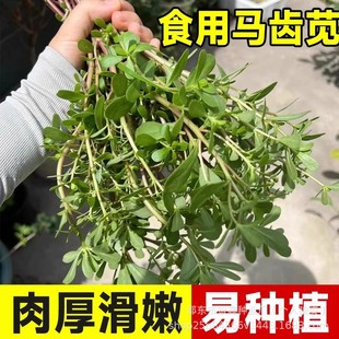 Ұ���R�X�{�N�����Ұ�˷N��ԭ�b��Ʒ�ļ��߲˷N�Ӵ�ȫ�˷N�����l
