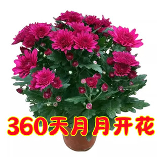 �����l؛���m���M�ھջ����ͺ��׻��ļ��_�������҃����̨�Gֲ��