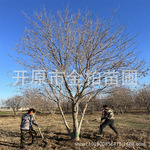 景观大树供应丛生五角枫造型斜飘盆景丛生元宝枫树造林育苗小苗