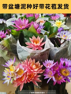 睡蓮荷花蓮花原土原盆帶花苞成品四季開花水養池塘陽台水生植物sl
