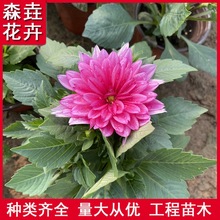 �_���ذ�̫�С����ֲ������ͥԺ����ݻ������_���ذ�̫�С����