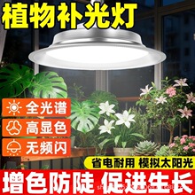 ֲ���a��������߲˻���led�҃ȾGֲ���÷�̫�ȫ���V�@�����L��