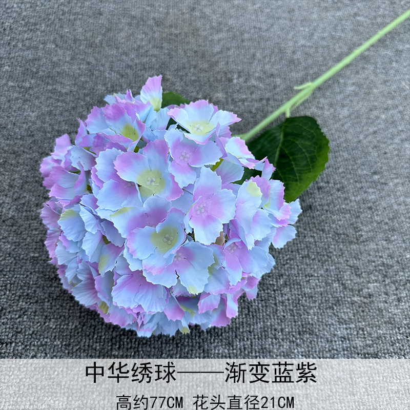 Gradiente de hortensia chino azul púrpura