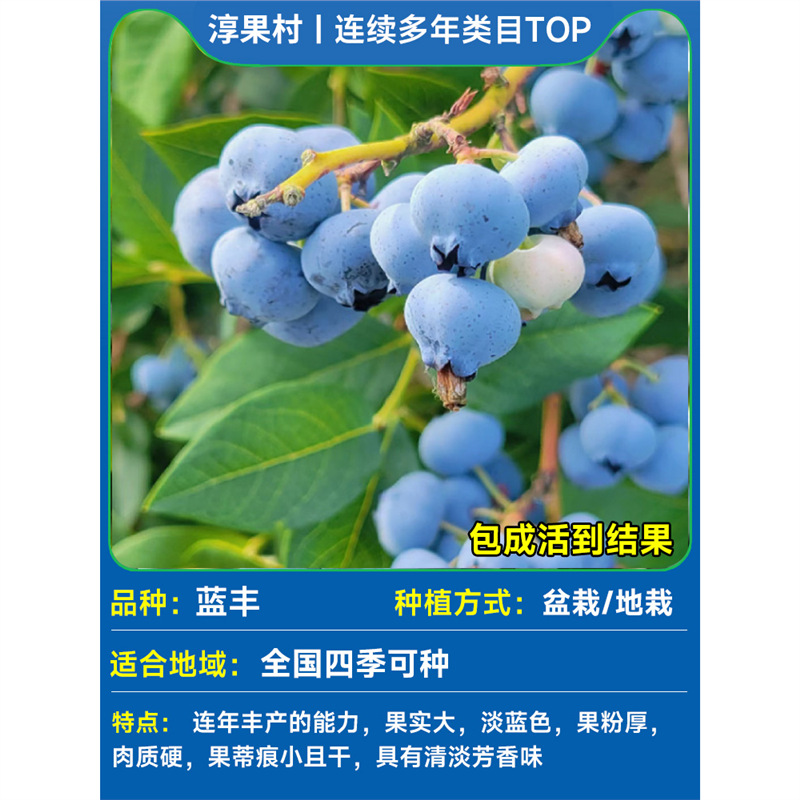 [폭발성 과일 배송 초대형 모종] Lanfeng (1 갤런) 높이 60-70cm (큰 과일 수확량)