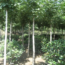 ۰Ϟ ̩Ϟ6 ֱͨ   ֱN