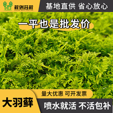 �����\ �r��̦�\ϲ��΢���^��̦ˮ����ָןᎧ�����쾰