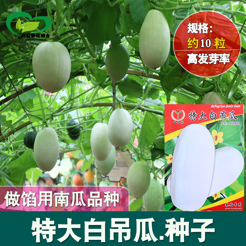 大白吊瓜种子 农田菜园中早熟大白南瓜菜馅用肉厚南瓜蔬菜籽