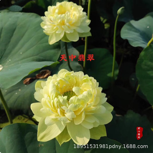 �_����ɏ�N���ļ����Nˮ�����Ժɻ�˯ɏ���N�ѾGֲˮ�����ܾGֲ