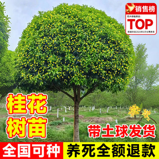 𻨘ͥԺļԴFֲﻨܾGֲB