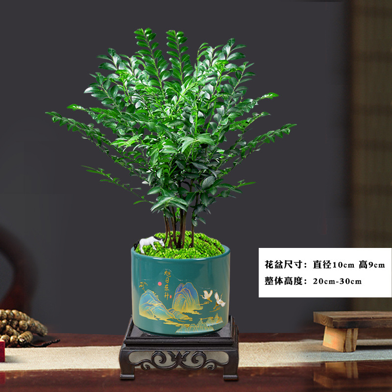 리틀 포레스트 로즈우드 + 다크 그린 선라이즈 1361 + 베이스