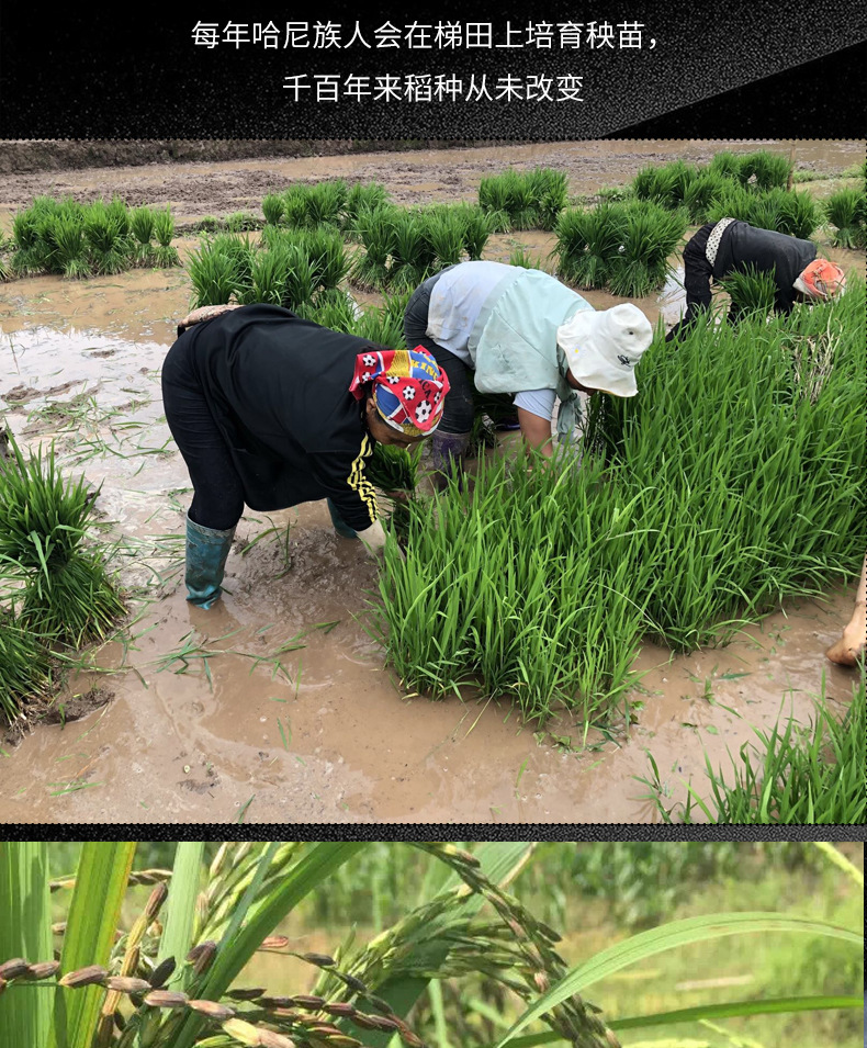 Yunnan Terrace Purple Rice Old Variety Fresh Crop Glutinous Purple Rice Whole Grain 500g Bag specifications