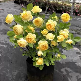 金丝雀月季花苗盆栽灌木月季特大花玫瑰阳台庭院蔷薇玫瑰带土发货