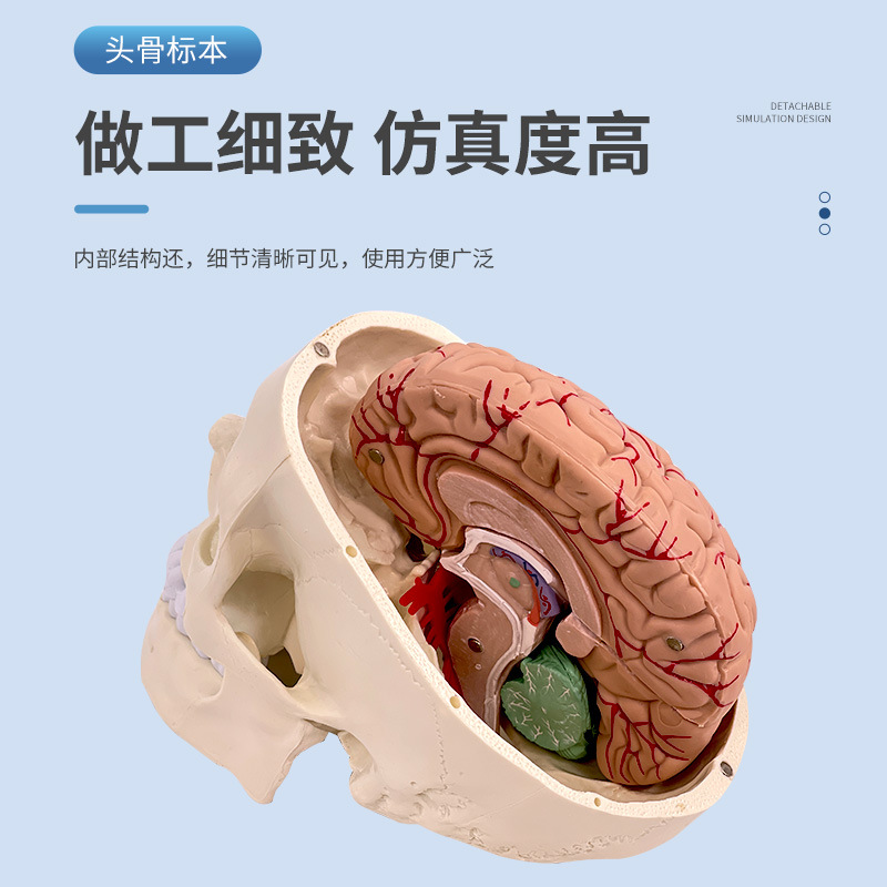 ҽѧ����ͷ­�Ǹ�����ģ�� ͷ��ģ�� 1:1­��ģ�ͽ����񾭿�ģ��