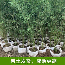 竹子苗四季青庭院苗早园竹罗汉北方植物耐寒紫竹围墙竹苗大型盆栽