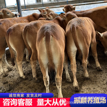 改良小黄牛肉牛犊养殖出售品种改良肉牛价格鲁西黄牛市场行情介绍