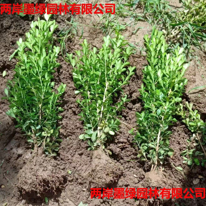 黄杨球道路公园小区绿_主图03