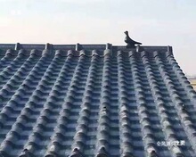 1050�͘�֬�ߴ������߷¹����ݼ��wñ�^��프e��ͤ�������弹����