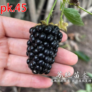 �p��pk45��ݮ�����Ժ�ݮ�����ϱ����Nֲ�{�������ӟo�̺ژ�ݮ����
