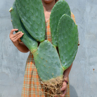 Mibonta Edible Cactus Medicinal Internal and External Use Beauty Potted Grafting and Planting Succulent Purifying Air Formaldehyde