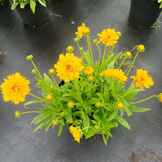 基地批发大花金鸡菊 绿化工程多年宿根花卉金鸡菊小苗盆栽