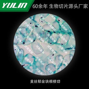 Huangsi Yubao Root Cross-cut College Medical School Tissue Disease Marble Wax Slide Specimen Microscope