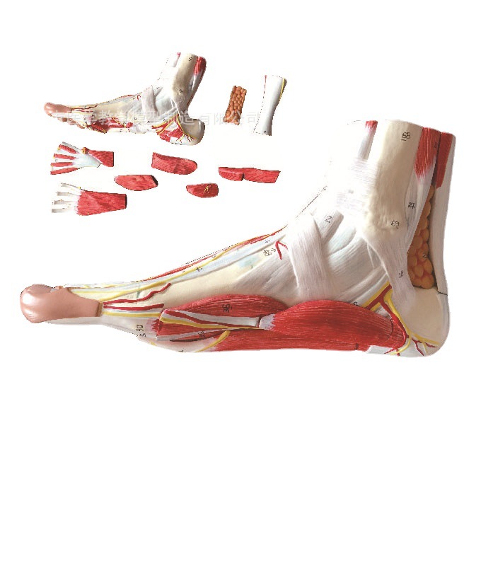 厂家直供SMD1373足底层次解剖模型 直供教学模具足底层次解剖模型