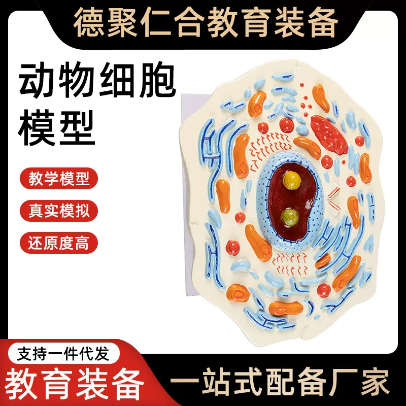 动植物细胞模型显微结构医院生物学校教学教具学生学习演示模型