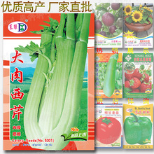 大肉西芹种子 约2000粒 四季西芹菜种籽 厚肉 质脆 蔬菜种子批发