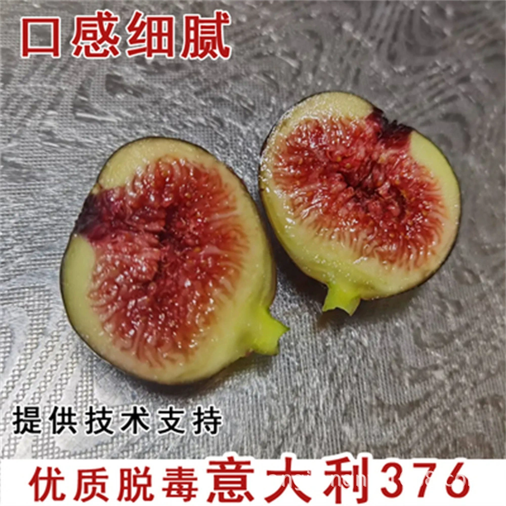 Италия 376 саженцев инжира в горшках саженцы инжира посажены на юге и севере года фруктовые саженцы