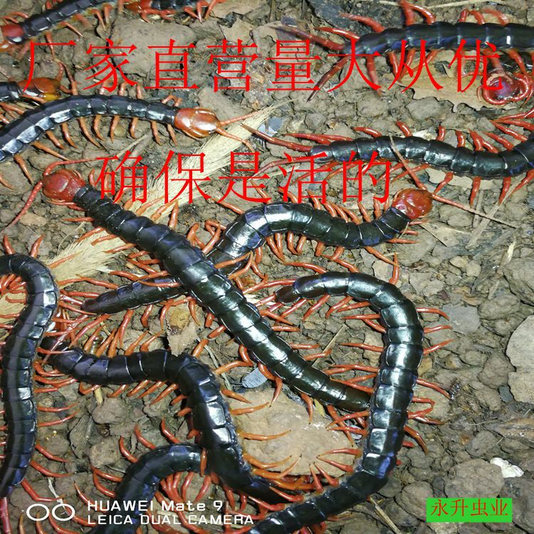 IMG_20190930_125058_副本