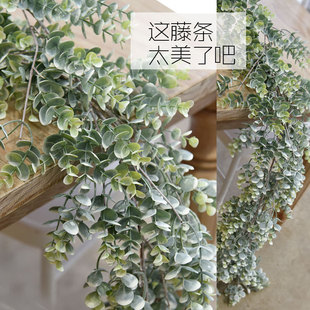 �����ȼ����ٗl��ֲ����~�������p�@��������ins�����L�l�����b