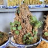 bonsai Rockery Garden indoor Decoration Flowing water Rockery stone courtyard Melaleuca stone Landscaping Stone Taihu Sheung Shui Stone