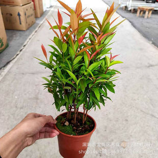 �t܇���Լt֦������ľ����ͥԺ�̨�G���ͺ��͟�Gֲ�����ļ�����