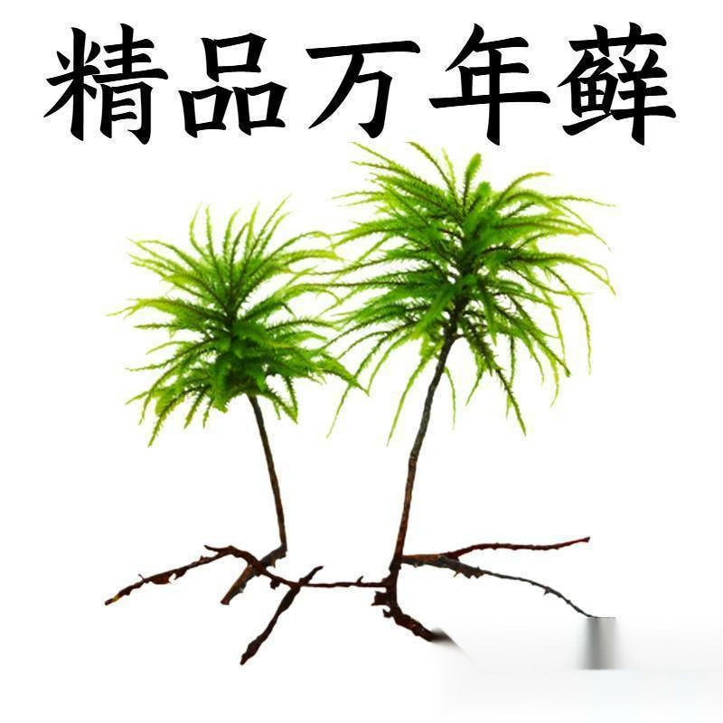 Десять тысяч лет мох, мох, мох, пальмовый мох, аквариум, аквариум, экологическая бутылка, дождь, водоем