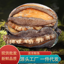 鲍鱼8头批发活冻鲍鱼原料供应酒店餐厅超市佛跳墙火锅海鲜食材鲜