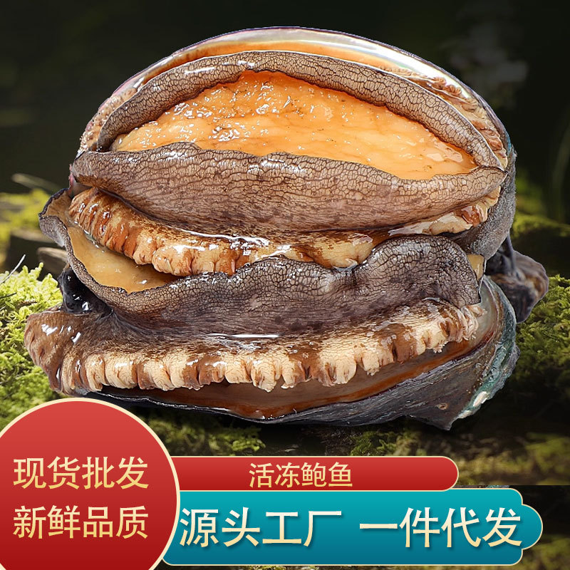 鲍鱼8头批发活冻鲍鱼原料供应酒店餐厅超市佛跳墙火锅海鲜食材鲜