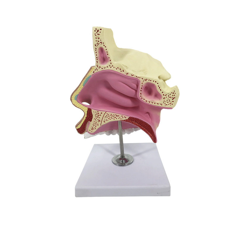 R021 nasal anatomy model nasal anatomy model