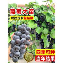巨峰黑葡萄树老桩果树晴王阳光葡萄无籽提子南北种植室外皆宜地栽