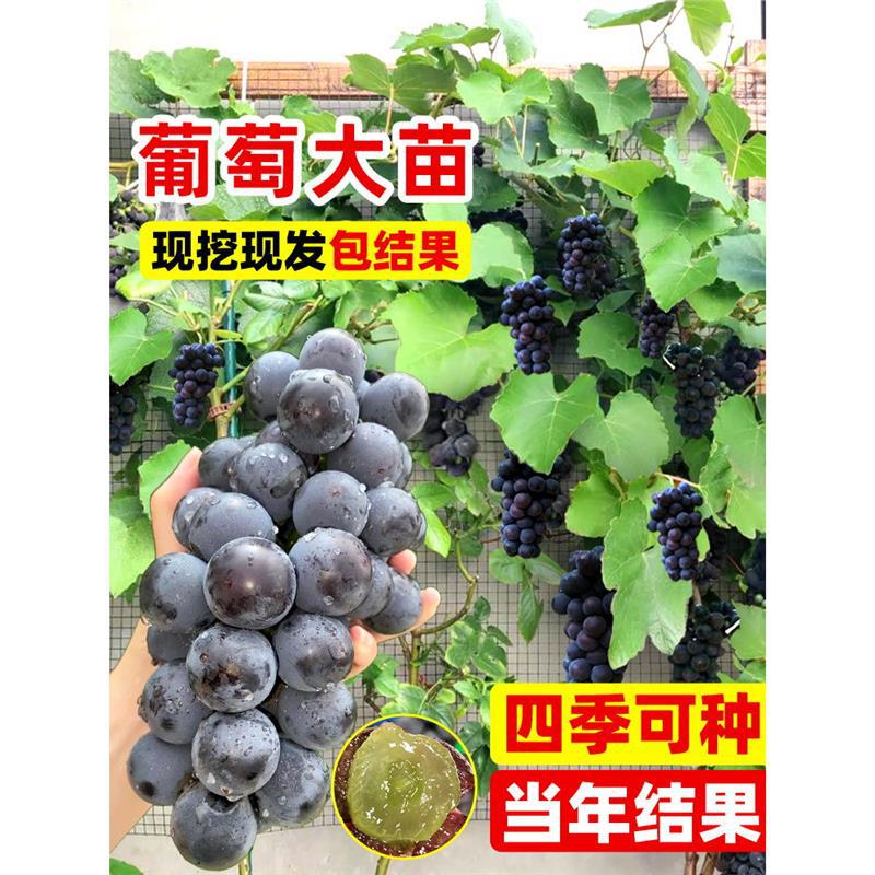 巨峰黑葡萄树老桩果树晴王阳光葡萄无籽提子南北种植室外皆宜地栽