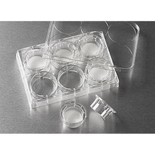 Corning/corning 3428 Transwell Nesting (with Polycarbonate Film 24mm 8.0um)