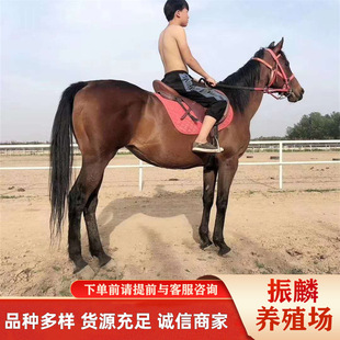 �������U��Ѫ�R��Ѫ�R �T���R�r�� ���R���T���RӖ�^�Ķ����Xһƥ