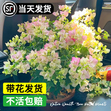 ����÷���Ԏ����G�ļt������ֲ���҃���ͥԺ�̨�Ϙ�����Gֲ����