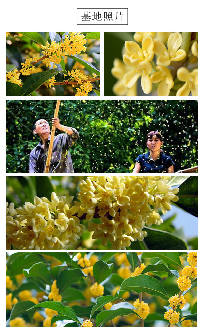 Dried Osmanthus Flowers Gui Hua 500g A Grade Freeze Dried Herbal Tea for Brewing and Culinary Use quality and texture