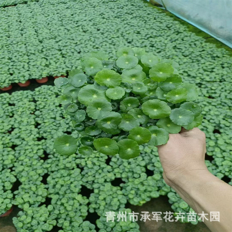 Горшечная медная денежная трава Цинчжоу Шаньдун поставляет большое количество водных растений медь деньги трава лист зеленый рассада Сильная вода зеленый