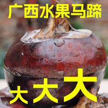 【现挖新鲜】广西马蹄荸荠即食超甜脆爽水果零食10斤批发价格包邮