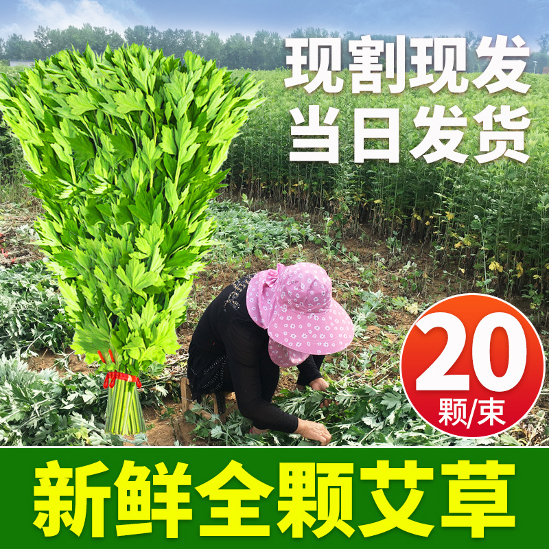 Dragon Boat Festival Fresh Mugwort Leaves Dragon Boat Festival Mugwort Insert Doors and Windows Hanging Doors Four Seasons Mugwort Soak Feet Whole Bunch of Mugwort Dry Mugwort