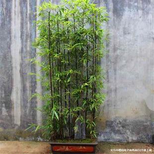 ����������ļ���������ͥԺ�҃��̨�^�pֲ�����������_�h��