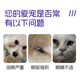 Pet special tear stain powder cat dog eye cleaning eye dirt eye excrement tear stain powder than bear bomei clean tear stain powder