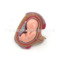 妊娠胚胎發育模型 計劃生育模型 嬰兒胎兒發育過程模型 0.5倍放大