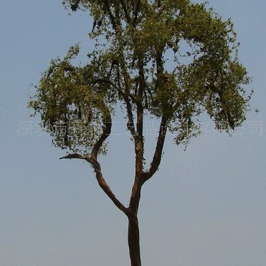 Студент Модель Учебник Модель поезда Дерево Песочный стол Модель дерева W194